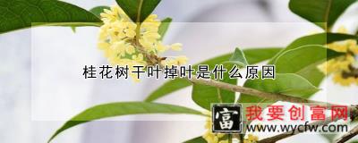 桂花树干叶掉叶是什么原因