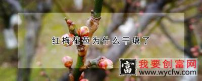 红梅花苞为什么干瘪了