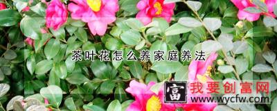 茶叶花怎么养家庭养法