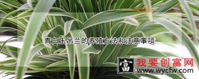 青白玉吊兰的<a href=https://www.wycfw.com/e/tags/?tagid=63 target=_blank class=infotextkey><a href=https://www.wycfw.com/yangzhi/ target=_blank class=infotextkey>养殖</a></a>方法和注意事项