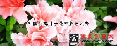 杜鹃花掉叶子花枯萎怎么办