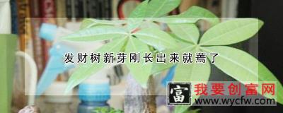 发财树新芽刚长出来就蔫了