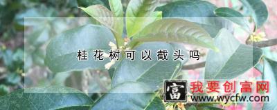 桂花树可以截头吗