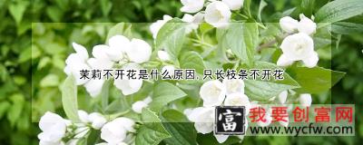 茉莉不开花是什么原因，只长枝条不开花