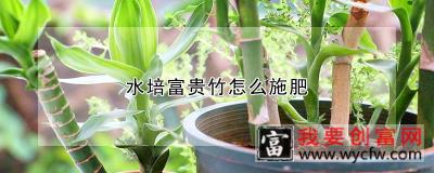 水培富贵竹怎么施肥