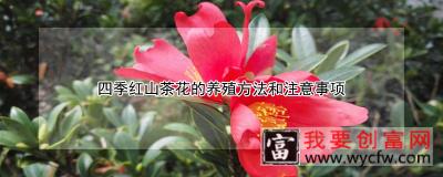 四季红山茶花的<a href=https://www.wycfw.com/e/tags/?tagid=63 target=_blank class=infotextkey><a href=https://www.wycfw.com/yangzhi/ target=_blank class=infotextkey>养殖</a></a>方法和注意事项