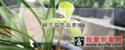 树兰花怎么养殖