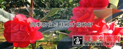 四季茶花怎样种才能种好