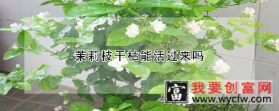 茉莉枝干枯能活过来吗