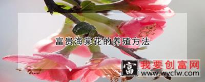 富贵海棠花的养殖方法