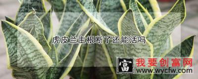 虎皮兰主根断了还能活吗