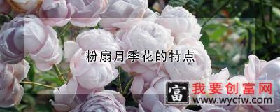 粉扇月季花的特点