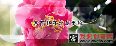 茶花移栽注意事项