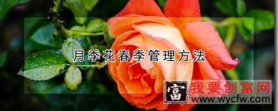 月季花春季管理方法