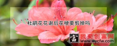 杜鹃花花谢后花梗要剪掉吗