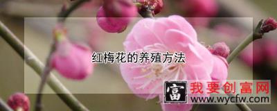 红梅花的养殖方法