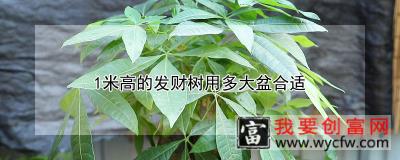 1米高的发财树用多大盆合适