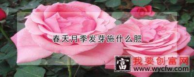 春天月季发芽施什么肥