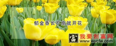 郁金香长不高就开花