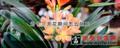 君子兰开花期间怎么施肥