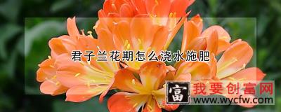 君子兰花期怎么浇水施肥