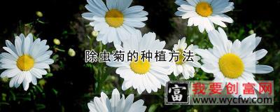 除虫菊的<a href=https://www.wycfw.com/e/tags/?tagid=232 target=_blank class=infotextkey>种植方法</a>