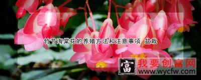 竹节海棠花的养殖方法和注意事项 盆栽