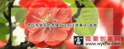 木瓜海棠花的<a href=https://www.wycfw.com/e/tags/?tagid=63 target=_blank class=infotextkey><a href=https://www.wycfw.com/yangzhi/ target=_blank class=infotextkey>养殖</a></a>方法和注意事项 盆栽