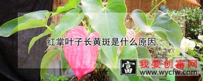 红掌叶子长黄斑是什么原因