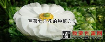 芹菜牡丹花的<a href=https://www.wycfw.com/e/tags/?tagid=232 target=_blank class=infotextkey>种植方法</a>