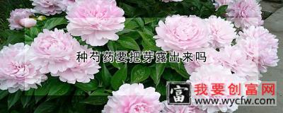 种芍药要把芽露出来吗