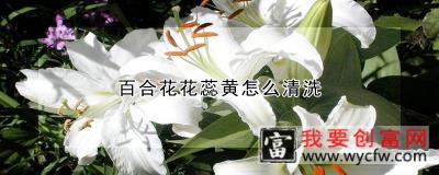 百合花花蕊黄怎么清洗