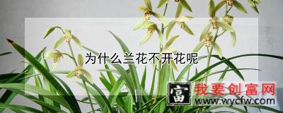 为什么兰花不开花呢