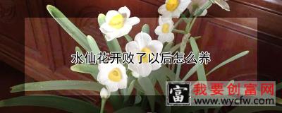 水仙花开败了以后怎么养