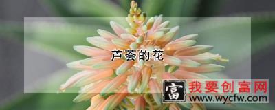 芦荟的花