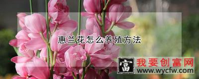 惠兰花怎么养殖方法