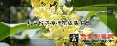 几月份嫁接桂花成活率高