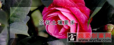 茶花土壤要求