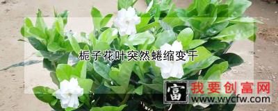 栀子花叶突然蜷缩变干