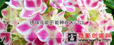 绣球花能不能种在大门口