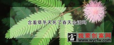 含羞草冬天死了春天会活吗