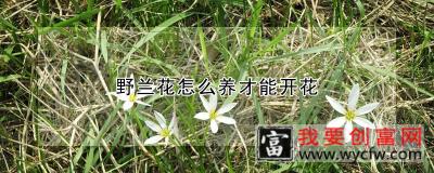 野兰花怎么养才能开花