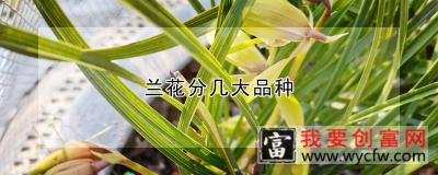 兰花分几大品种