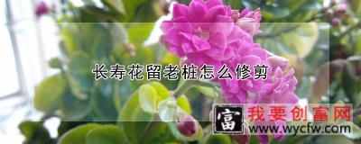 长寿花留老桩怎么修剪