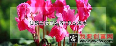 仙鹤兰花怎么养?怎么浇水