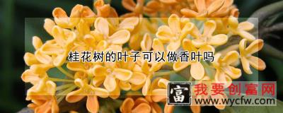 桂花树的叶子可以做香叶吗