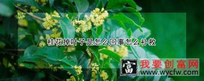 桂花掉叶子是怎么回事怎么补救