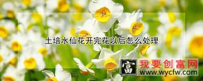 土培水仙花开完花以后怎么处理