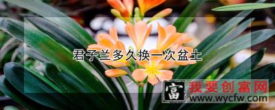 君子兰多久换一次盆土