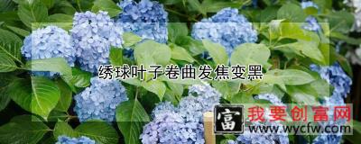 绣球叶子卷曲发焦变黑